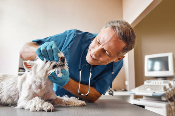 Best Emergency Treatment for Oral Infections in Gibson City, IL